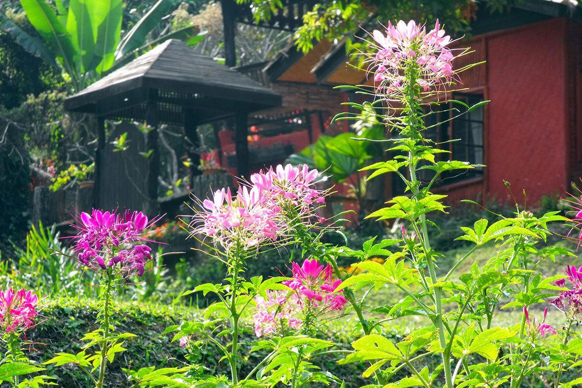 Mae Sa Valley Garden Resort Chiang Mai Exterior photo